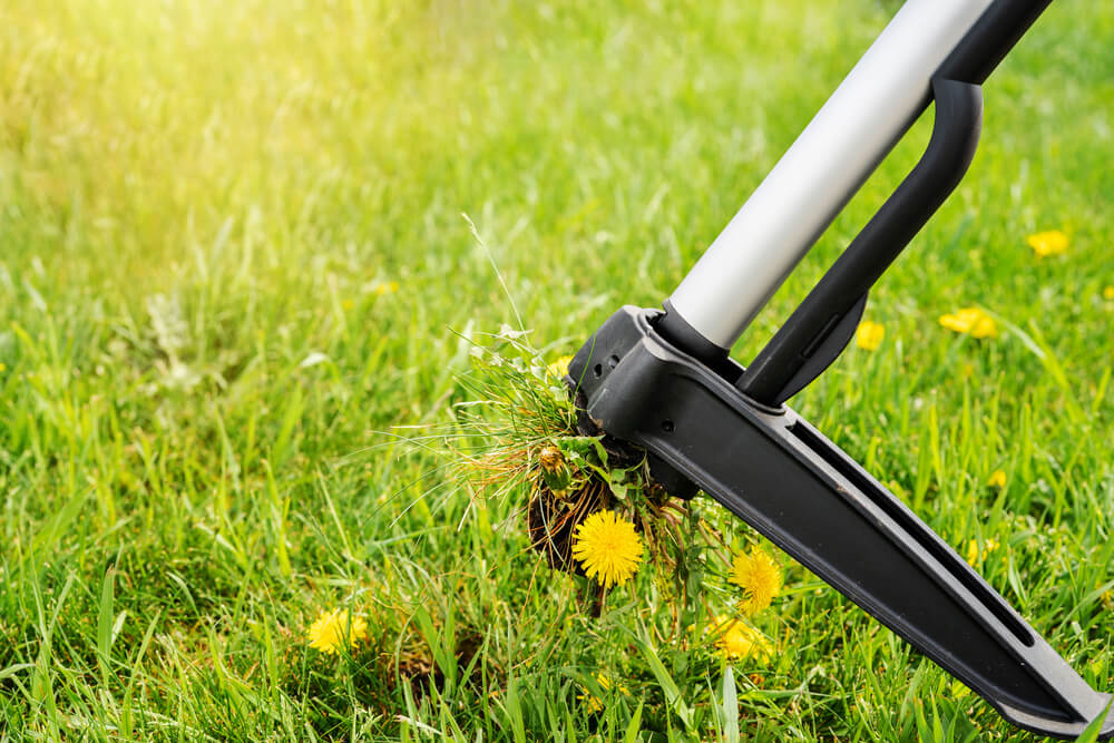 Löwenzahn dauerhaft entfernen Liebe Deinen Garten